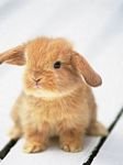 pic for little cute rabbit